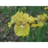 Irys bródkowy niski ‘Matter of fact’ (Iris x barbata)